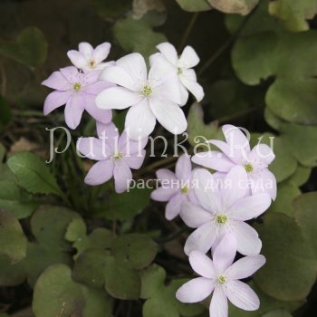 Печеночница благородная Питерский Лев