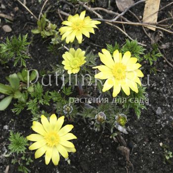 Адонис (пришел ко мне как Адонис алтайский)