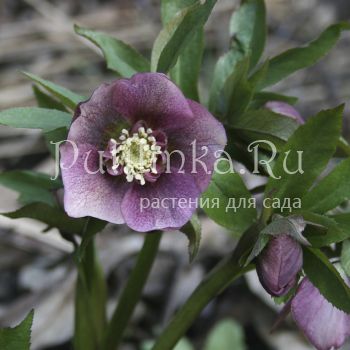 Морозник анемоновидный