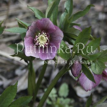 Морозник анемоновидный