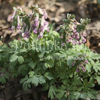 Хохлатка Coscoroba (C. solida Coscoroba)