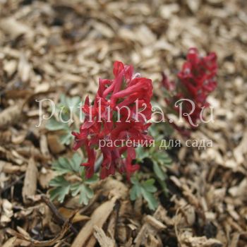 Хохлатка плотная Ассоль