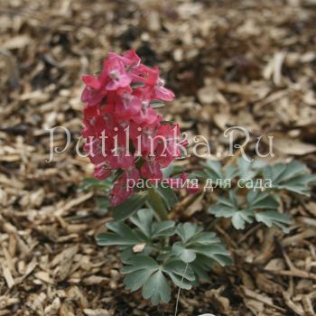 Хохлатка плотная Болеро