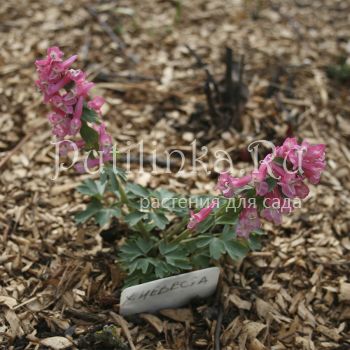 Хохлатка плотная Невеста