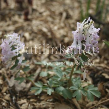 Хохлатка плотная Juna (Corydalis solida Juna)