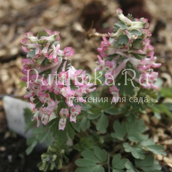 Хохлатка плотная Райское Наслаждение