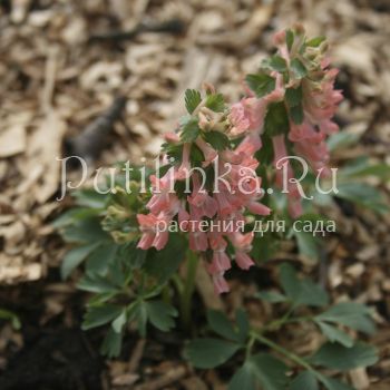 Хохлатка плотная Анжелика