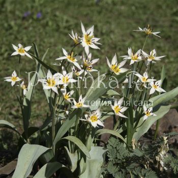 Тюльпан туркестанский (Tulipa turkestanica)
