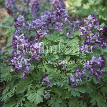 Хохлатка плотная 78-20