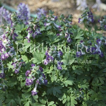 Хохлатка плотная 78-20