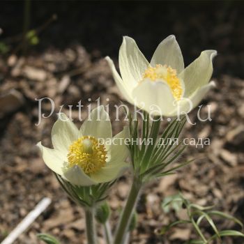 Прострел желтеющий (P. flavescens)