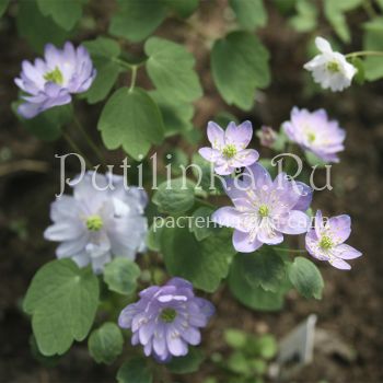 Анемонелла василистниковая Kikuzaki (Anemonella thalictroides Kikuzaki)