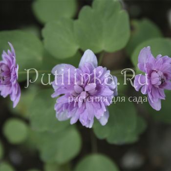 Анемонелла василистниковая Shoaf's Double Pink (Anemonella thalictroides Shoaf's Double Pink)