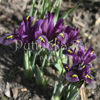Ирис сетчатый J.S. Dijt (Iris reticulata J.S. Dijt)