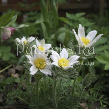 Прострел обыкновенный