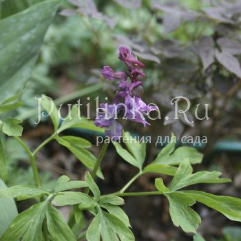 Хохлатка расставленная (Corydalis remota)