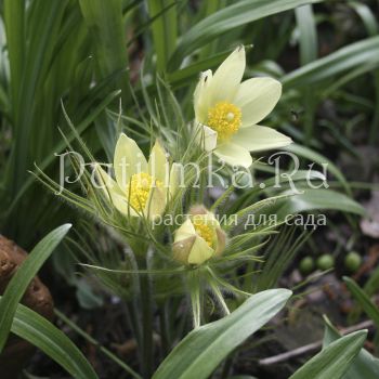 Прострел желтеющий (P. flavescens)