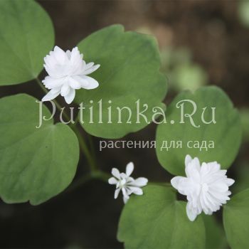 Анемонелла василистниковая Full Double White (Anemonella thalictroides Full Double White)