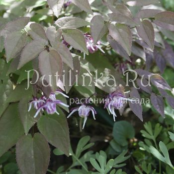 Горянка крупноцветковая Queen Esta