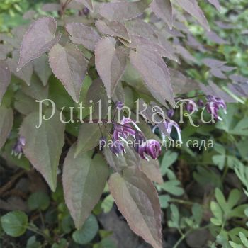 Горянка крупноцветковая Queen Esta