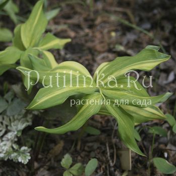 Купена душистая Dai Kouga (Polygonatum odoratum Dai Kouga)