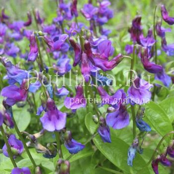 Чина весенняя