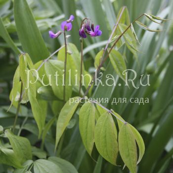 Чина весенняя