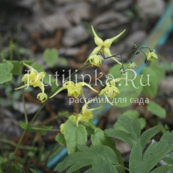 Горянка ушаньская (Epimedium wushanense)