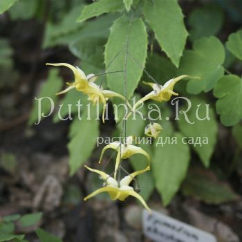 Горянка ушаньская (Epimedium wushanense)