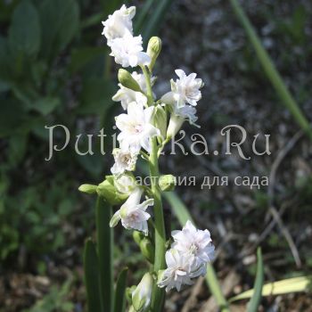 Гиацинт Gloria Mundi