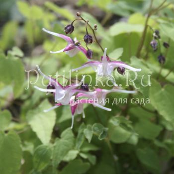 Горянка крупноцветковая Princess Susan (E. grandiflorum Princess Susan)