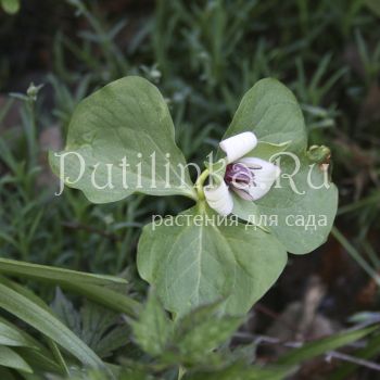 Триллиум Ругеля (Trillium rugelii)