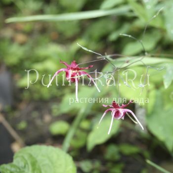 Горянка Red maximum