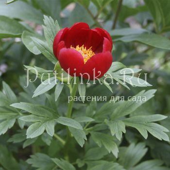 Пион иноземный (Paeonia peregrina)