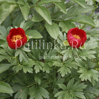 Пион иноземный (Paeonia peregrina)