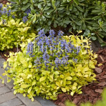 Живучка Feathered Friends Cordial Canary (Ajuga reptans Feathered Friends Cordial Canary)