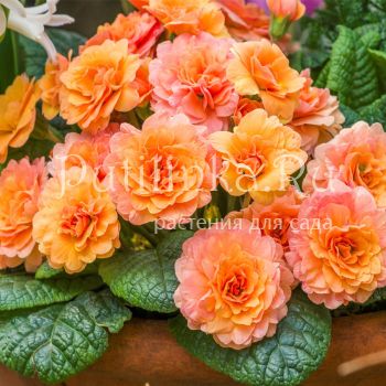 Примула Sweet Apricot (Primula Prima Belarina Sweet Apricot)