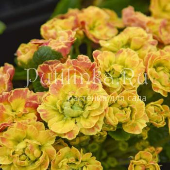 Примула Belarina Carnival (Primula Belarina Carnival)