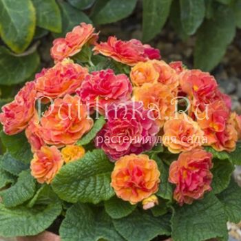 Примула Belarina Tangerine Twist (Primula Belarina Tangerine Twist)