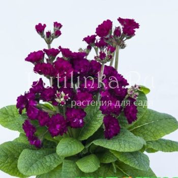 Примула Pretty Polly Burgundy (Primula Pretty Polly Burgundy)