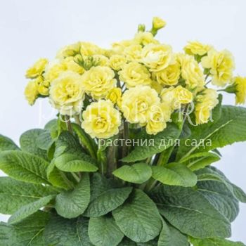 Примула Pretty Polly Jersey Cream (Primula Pretty Polly Jersey Cream)