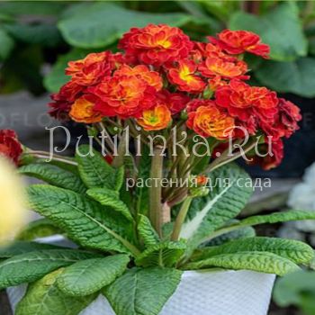 Примула Pretty Polly Tropical (Primula Pretty Polly Tropical)