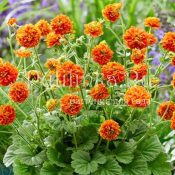 Гравилат Orange Pumpkin (Geum Orange Pumpkin)