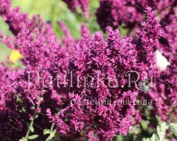 Шалфей дубравный Schwellenburg (Salvia nemorosa Schwellenburg)