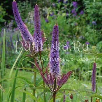 Вероникаструм виргинский Купидон (Veronicastrum virginicum Cupid)