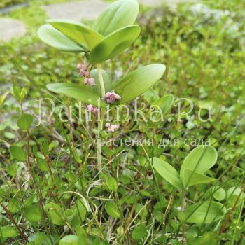 Купена пратти (P. prattii)