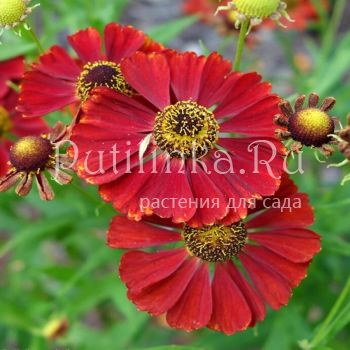 Гелениум Rubinzwerg (Helenium Rubinzwerg)