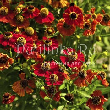 Гелениум Rubinzwerg (Helenium Rubinzwerg)