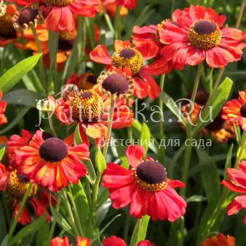 Гелениум Red Army (Helenium Red Army)