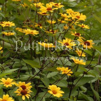 Гелиопсис Summer Nights (Heliopsis helianthoides Summer Nights)